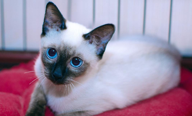 暹罗猫和其他猫配种会出事吗?一文替你解答! 暹罗猫和其他猫配种会出事吗?一文替你解答!