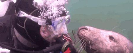 潜水员在海底见到撒娇海豹 画面太温馨了 潜水员在海底见到撒娇海豹 画面太温馨了