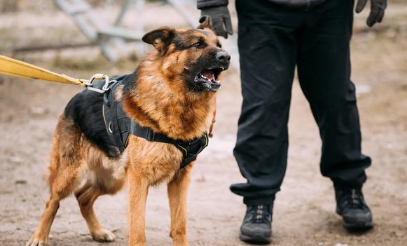 中华田园犬为什么当不上小狗警犬？土狗有这5个缺陷 网民懂了