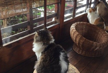 东京大雪超美 一群猫咪在窗前赏雪似有禅意