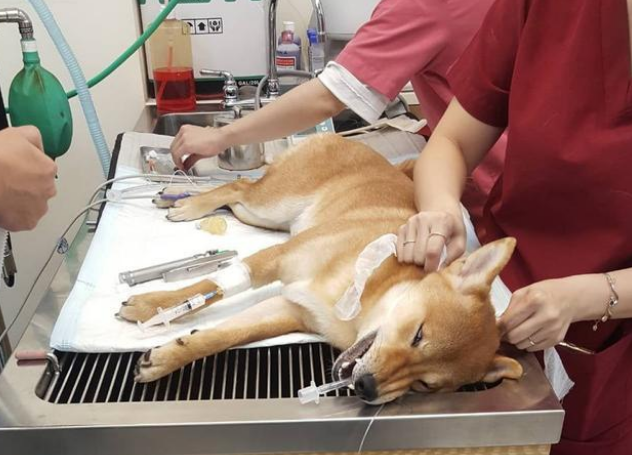 贪吃狗狗惹祸，全身麻醉后差点醒不过来！医生都忍不住碎碎念