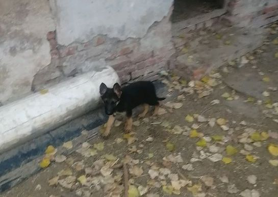 自小刚开始塑造德牧放羊，未来把羊群交到它，狗：挺有工作压力！