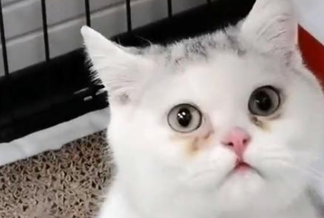 因先天缺陷，只会揣手的猫，被弃养后，挽留人类的样子让人心疼