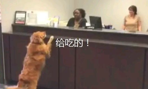 金毛跑到银行“要饭”,不给就赖着不动,結果女子把午饭给它了