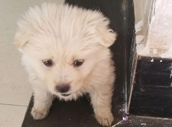 大街上捡到只流浪犬被路人取笑贬值,女生带回家后获得意外的惊喜