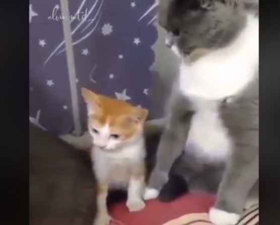 下马威让你知道谁是老大! 小猫被霸凌幸好马麻来救场 下马威让你知道谁是老大! 小猫被霸凌幸好马麻来救场