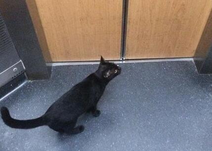 网友搭电梯遇黑猫 到底它想去哪儿呢