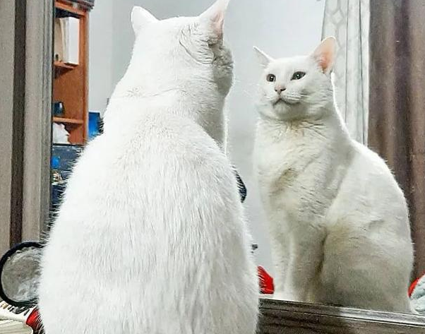 断尾流浪猫在超市门前骗吃骗喝，最后…直接骗到了一个家