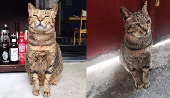 台大陈皓扬再犯掳杀猫咪 2次虐猫都因压力大 台大陈皓扬再犯掳杀猫咪 2次虐猫都因压力大