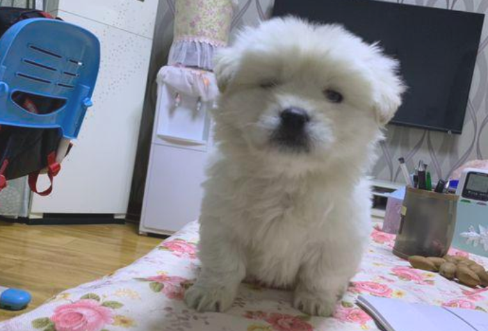 回家了时被流浪犬拦下去向，女生轻轻地踢一下，狗狗行为让人啼笑皆非