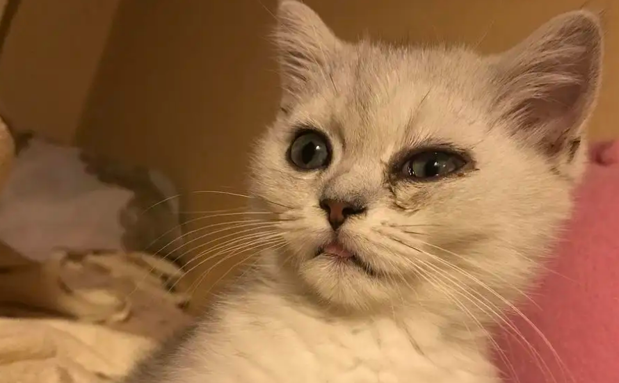 如果平时家里的粉尘比较大,或者给猫咪使用粉尘大的猫砂,导致这些异物