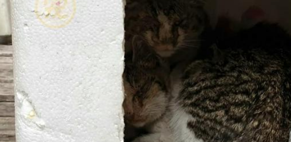 室外的箱子里“长猫”了，看见猫咪的样子后，我忍不住泪流满面