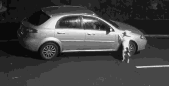 狗狗被遗弃时还在摇尾巴，遗弃后疯狂追车，主人漠不关心扬长而去