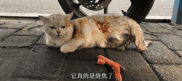 路边遇到一只被虐待遗弃的猫,女孩做了这件事,全网都看哭了!