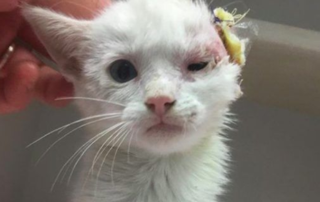 患病小猫耳朵被线绞断 好心猫奴的照顾下蜕变成美猫