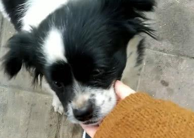 捡了只流浪犬，带回去后被老人说：养这类狗狗简直晦气，别养了
