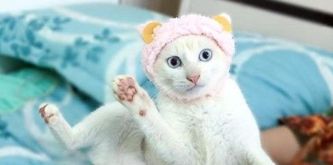 第一次戴羊羊头套 萌猫被吓到睁大眼睛举脚定格3秒