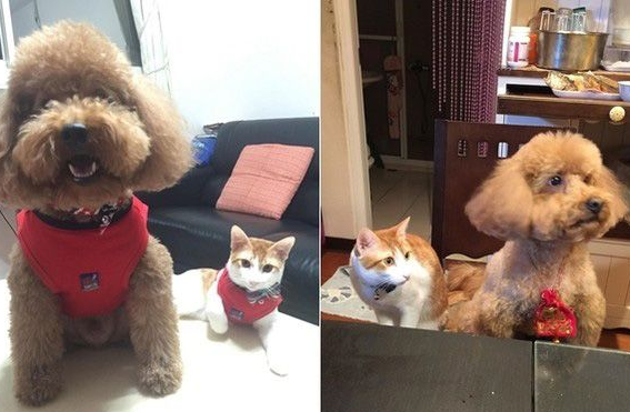 阿嬷的跟屁虫 被截肢猫咪暖心陪伴老人