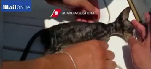 小猫落海濒临死亡 海警英勇救回小生命