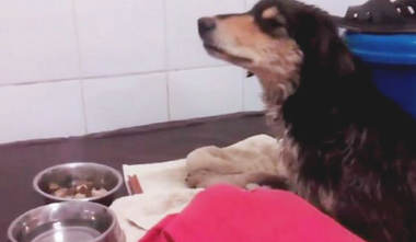 绝情主人让双目失明狗狗乞讨,过路人实在看不下去,自己掏钱带狗狗去医治 绝情主人让双目失明狗狗乞讨,过路人实在看不下去,自己掏钱带狗狗去医治