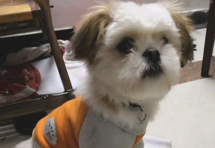 遛猫遛狗时被流浪犬追随,女生喂它点狗粮后,自己狗子见到却超凶了 遛猫遛狗时被流浪犬追随,女生喂它点狗粮后,自己狗子见到却超凶了