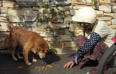 阿婆喂食流浪猫狗18年 只盼能唤起动保意识 阿婆喂食流浪猫狗18年 只盼能唤起动保意识