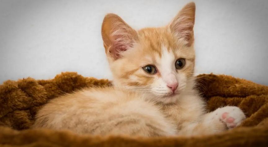 猫咪长猫藓怎样治疗有效 猫咪长猫藓怎样治疗有效