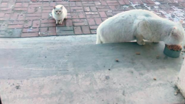 小白猫被抱走后,猫妈妈天天上门讨要孩子,小猫的反应很现实 小白猫被抱走后,猫妈妈天天上门讨要孩子,小猫的反应很现实