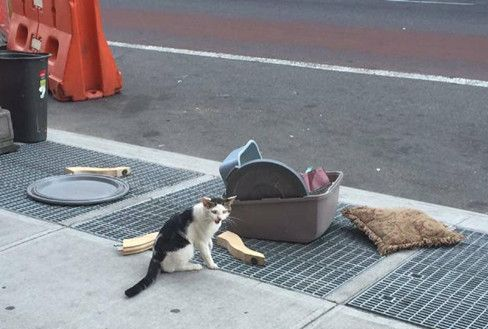 猫被主人抛弃在原地苦等 被扔就是因为是公猫