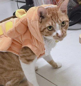 专业碰瓷护驾到 猫咪装死的精髓有抓到