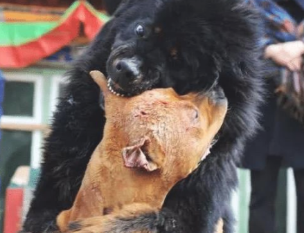 比特犬随主人去旅行,巧遇藏獒一试身手,下一幕狗脸都丢光了 比特犬随主人去旅行,巧遇藏獒一试身手,下一幕狗脸都丢光了