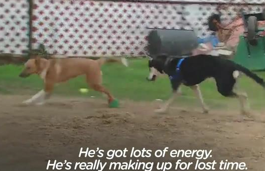 哈士奇颈部套着着小规格项圈勒出伤，就好比大脚硬塞入小鞋