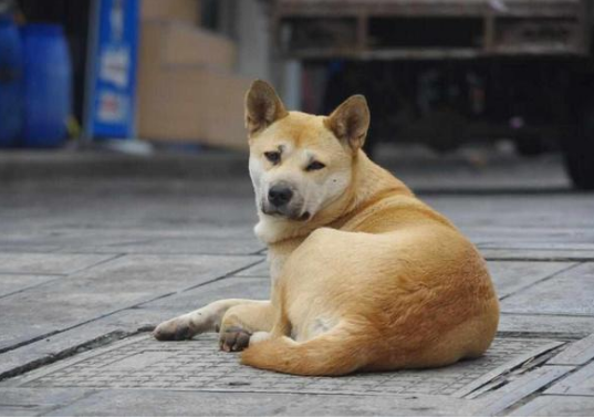 狗狗追着新娘的车跑十几公里，新郎估计都没有这样的毅力！