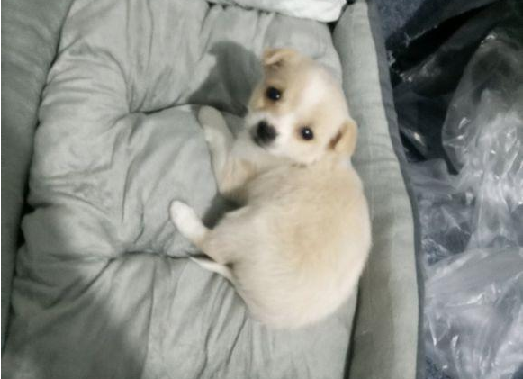 女孩一时盛行把捡到的流浪犬带回家，养二天后殊不知又偷偷丢在大街