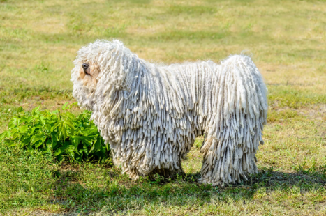 可蒙犬便秘怎么办？不要慌，治疗手册收藏一下！