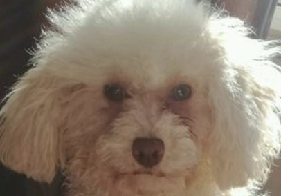 从宠物犬到流浪狗,小家伙目光里边充满了失落,女生看过好痛心 从宠物犬到流浪狗,小家伙目光里边充满了失落,女生看过好痛心