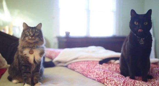 太会挑猫奴了! 小浪猫迷路闯进州长官邸被收编
