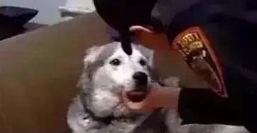 世界上唯一一只在警察局有案底的哈士奇