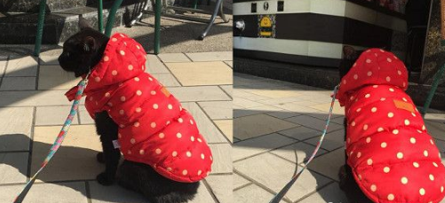 黑猫跟主人买早餐 隔壁阿嬷问:是不是导盲犬? 黑猫跟主人买早餐 隔壁阿嬷问:是不是导盲犬?