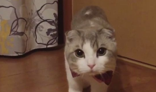 萌猫听到主人叫名字 龟速从窗帘中露半张脸
