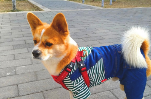 第一次给狗子穿厚衣服,它很不适合,穿上衣服后它的小表情亮了 第一次给狗子穿厚衣服,它很不适合,穿上衣服后它的小表情亮了