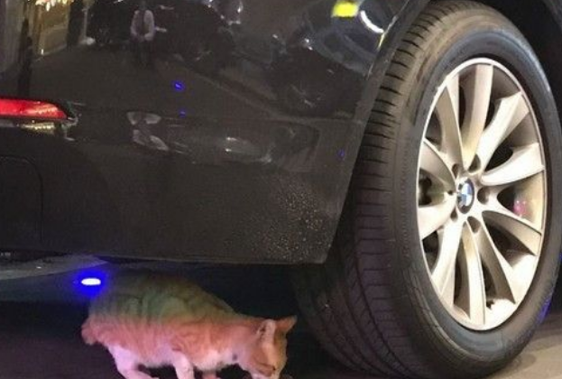 台中流浪猫喜欢躺行李车 酒店每天给它吃大餐