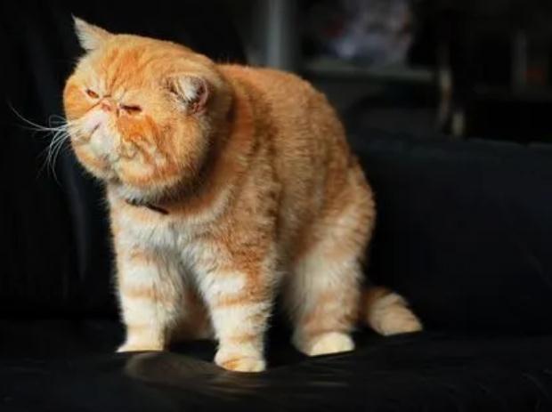 猫食欲不振是为什么