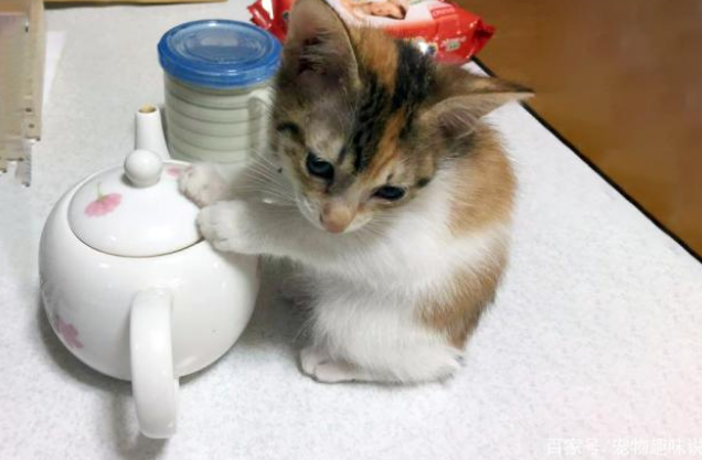 冬天猫咪十大取暖神器，据说集齐之后，可以召唤一大群喵星人！