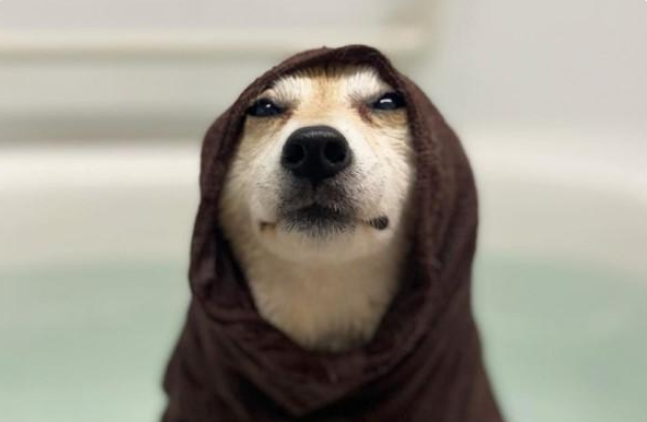 柴犬不愿洗澡，在浴缸苦苦支撑，网友：“腰力真好”