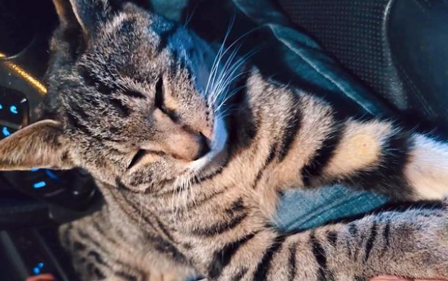 喂了一只流浪猫，它赖在我车里不走了，猫：你长得像我未来的主人