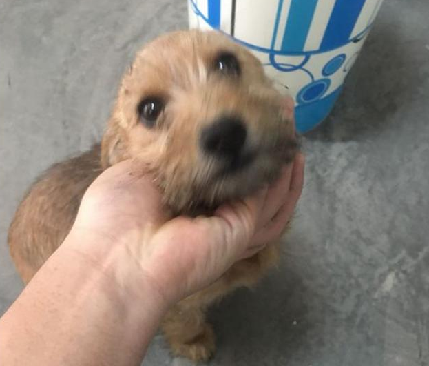 流浪犬嫌的身上脏害怕挨近路人,见到它听话的模样,女生红了眼圈 流浪犬嫌的身上脏害怕挨近路人,见到它听话的模样,女生红了眼圈