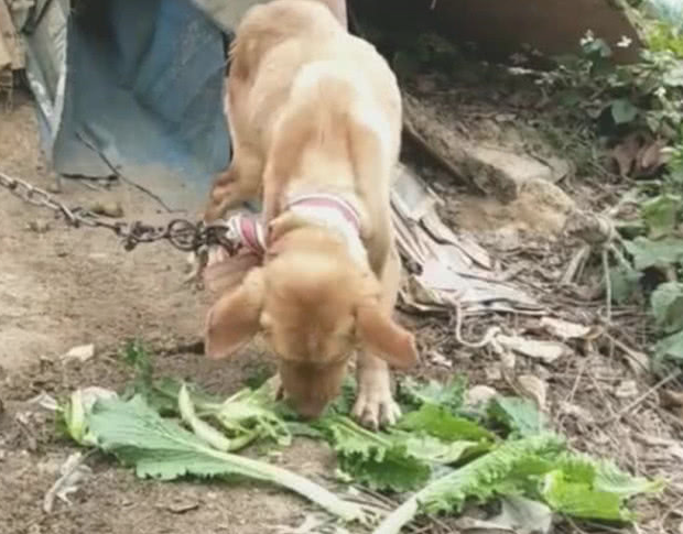狗狗被拴在菜地看菜,现如今早已瘦骨嶙峋,见到吃菜一幕过路人辛酸 狗狗被拴在菜地看菜,现如今早已瘦骨嶙峋,见到吃菜一幕过路人辛酸