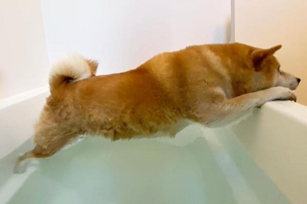 主人把玩具藏狗狗身上,固执柴犬找遍全家:我明明没有乱放! 主人把玩具藏狗狗身上,固执柴犬找遍全家:我明明没有乱放!