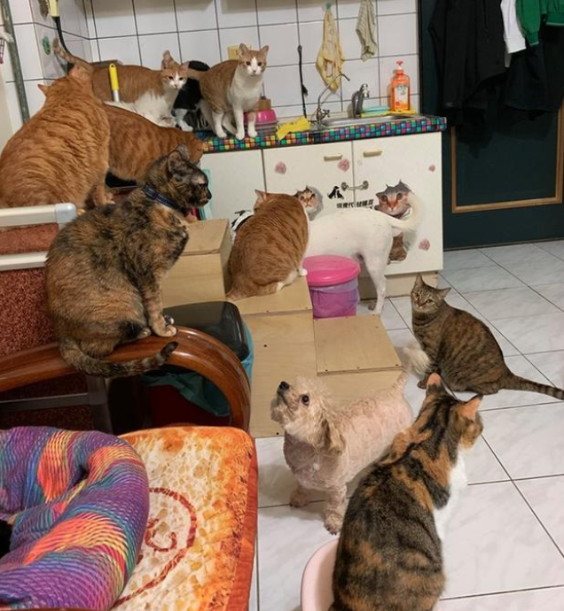 小哥家养14只猫3只狗,每次投喂食物都像在谈判 小哥家养14只猫3只狗,每次投喂食物都像在谈判